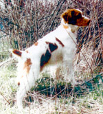 Jonnie