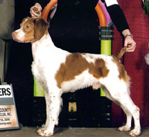 CH Sanbar Crosscreek Repete Call (Pete) 