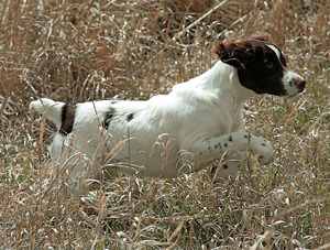 Maggie photo